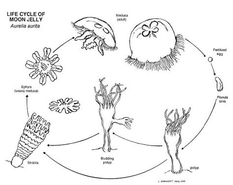 Moon-Jelly-Life-Cycle » MaST Center
