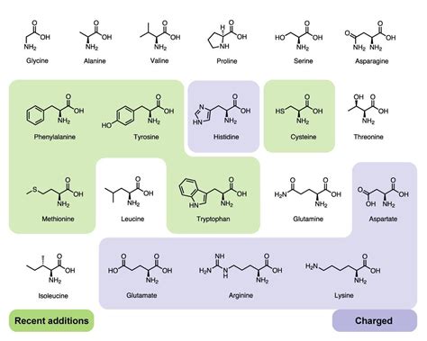 Amino Acids: 20 Standard Amino Acids The Best Information