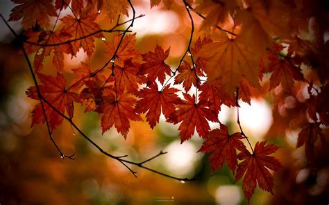 🔥 [50+] Windows Autumn Desktop Wallpapers | WallpaperSafari