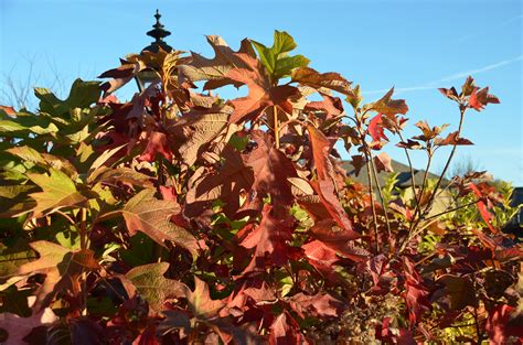 Alice Oakleaf Hydrangea Fall Color