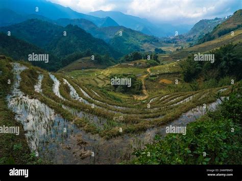 Rice terraces in Sapa, Vietnam Stock Photo - Alamy