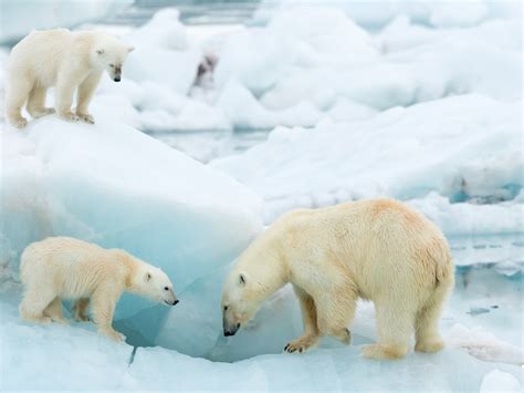 Polar Bear Habitat Information Clearance | blog.websoft9.com