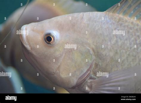 Lake Malawi Cichlids | Cichlidés du Lac Malawi 16/11/2017 Stock Photo ...