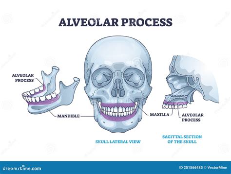 Alveolar Process Of Maxilla And Mandible