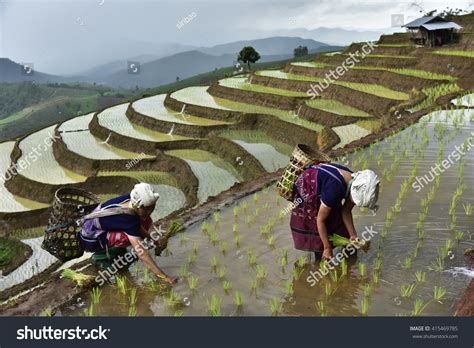 Sapa Rice Terraces Vietnamese Stock Photo 415469785 | Shutterstock