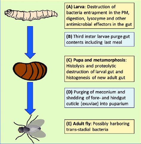 Bacterial interactions with house fly larvae and pupae determine fate ...