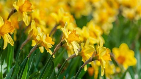 What is March Birth Flower? The Two Official Birth Flowers for March