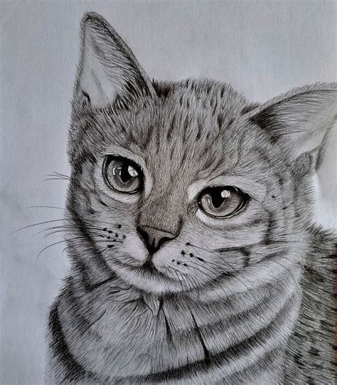 Drawing a Cat’s Head: Learn How to Draw a Cat in Minutes | Muus Art