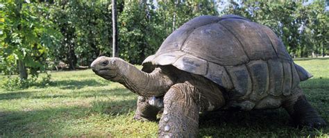 Aldabra tortoise care guide | Learn diet | habitat | lifespan | size