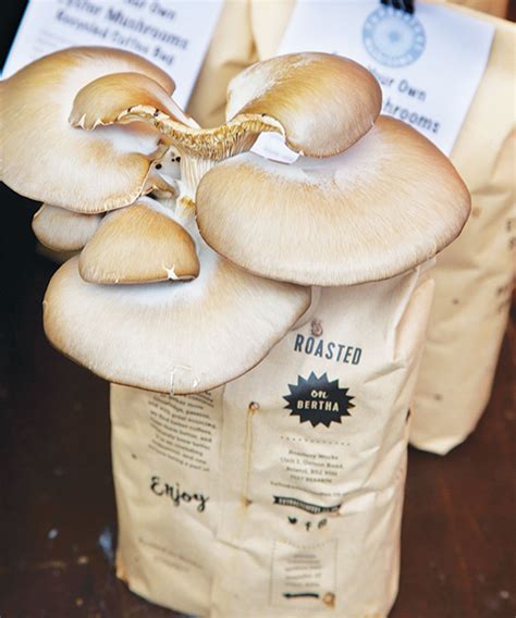 6 mushroom growing mistakes with expert tips for success | Homes & Gardens