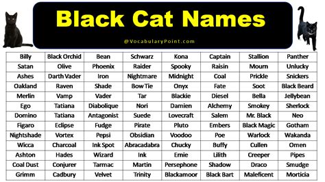 200+ Best Black Cat Names (Unique & Badass) - Vocabulary Point