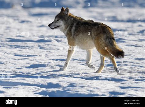 Tibetan wolf (Canis lupus) in snow, Keke Xili, Changtang, Tibetan ...