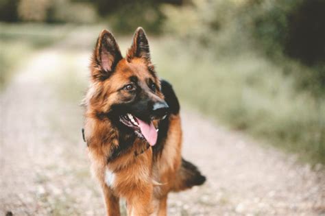 The Smartest Dogs, Ranked by Breed | Reader's Digest