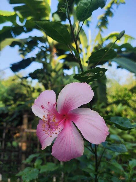 Premium Photo | Rare color hibiscus