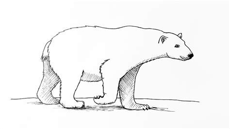 How To Draw Polar Bears - Theatrecouple12