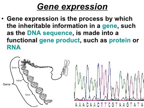 Gene Expression Lesson 2