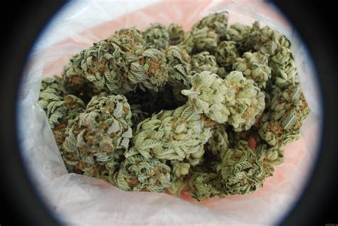 Strain-Gallery: White Berry (Paradise Seeds) PIC #07061208881671934 by ...