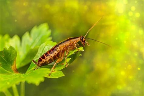 What Are the Symptoms of a Cockroach Bite? - pestwhisperer.com