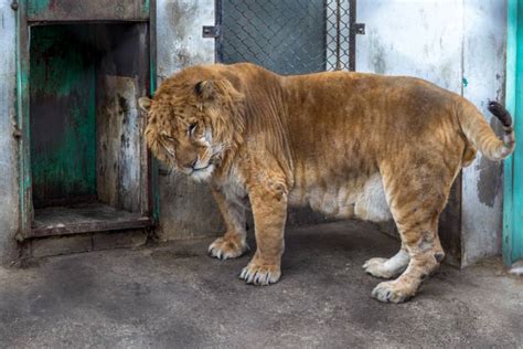 LIGER Panthera: 18 Astonishing Liger Facts - Fact Animal