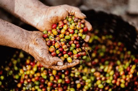 Best organic coffee beans in 2020 | Coffee for us