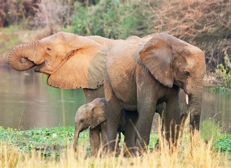 Premium Photo | View of elephant in water