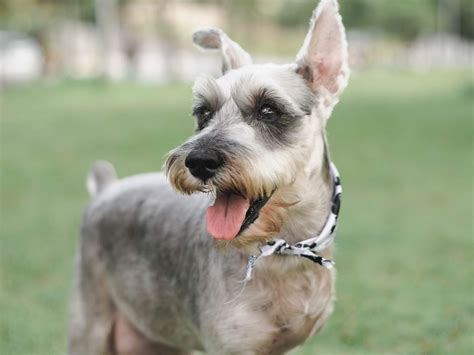 Schnauzer - Dog breeds - Breeds