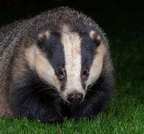 Eurasian Badger: 110 European Badger Profile Fun Facts - Mammal Age