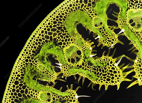 Ammophila arenaria leaf, LM - Stock Image - C050/8858 - Science Photo ...