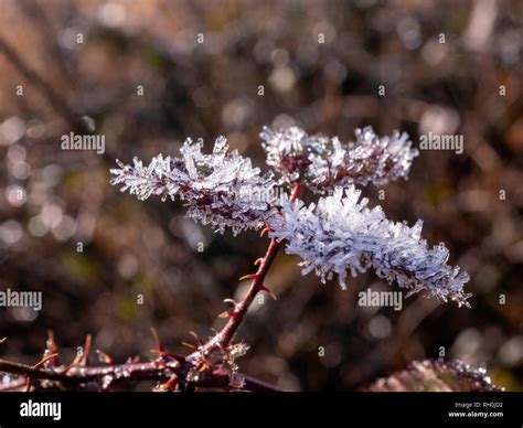 Hoar frost formed on plants Stock Photo - Alamy