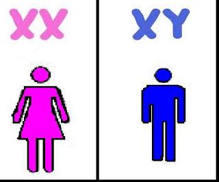 Biology Vocabulary Terms: X and Y chromosomes