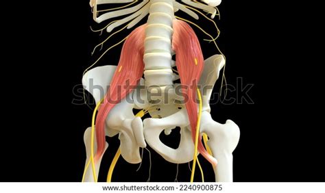 Psoas Major Muscle Anatomy Medical Concept Stock Illustration ...