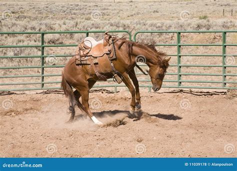 Bucking Horse Royalty Free Stock Photos - Image: 11039178