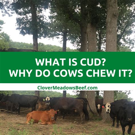 what-is-cud-why-do-cows-chew-cud-cow-cud-clover-meadows-beef-grass-fed ...