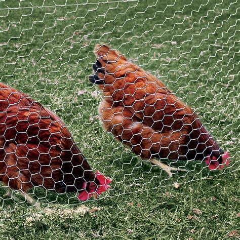 Galvanized Poultry Netting Animal Safety Plant Protection Fence Chicken ...