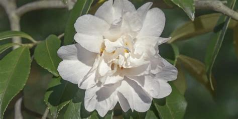 Cold Hardy Camellias Zone 6: The Ultimate Guide - GFL Outdoors