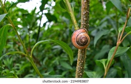 1,485 Terrestrial Pulmonate Gastropods Images, Stock Photos & Vectors ...