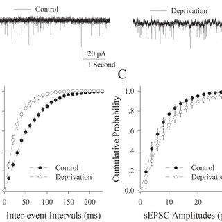 The function of excitatory synapses was evaluated by recording ...