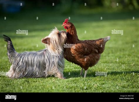 Dog and hen kissing hi-res stock photography and images - Alamy