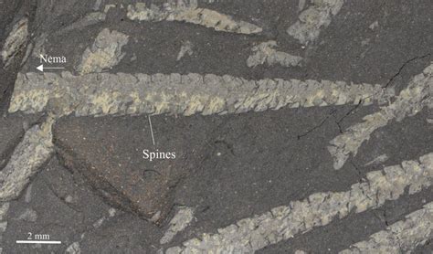 Graptolite morphology for sedimentologists - Geological Digressions