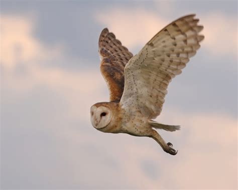 Barn Owl | Birdspix