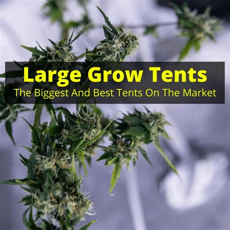 Large Grow Tents (Best Big Hydroponic Tents On The Market)