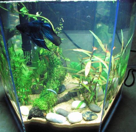 betta fish tips: Betta Fish Care - Free Guide