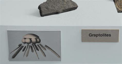 Graptolite | AMNH