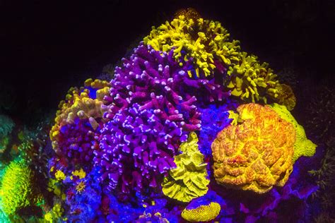 Fluorescent corals