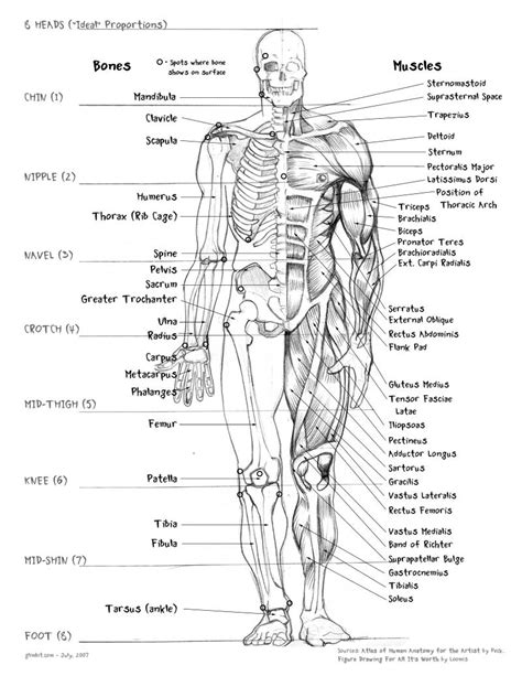 Ideal Proportions