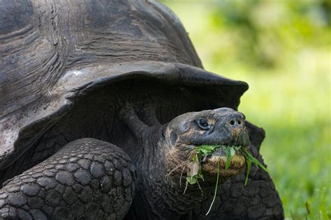 The Galapagos Tortoise - GreenGo Travel