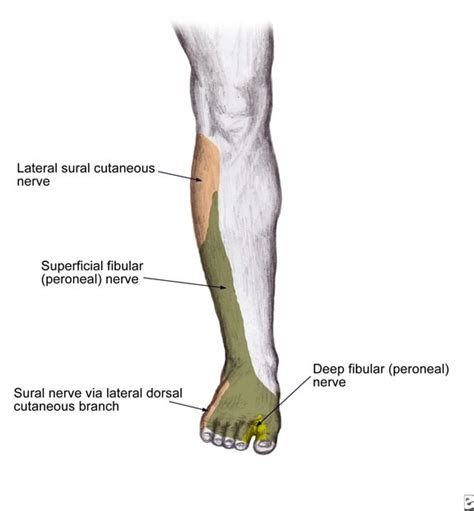 Nerve Pain: Nerve Pain Calf Treatment