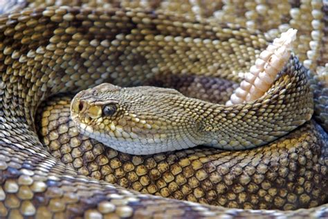 18 Snakes that Live in the Desert (A to Z List with Pictures) – Fauna Facts