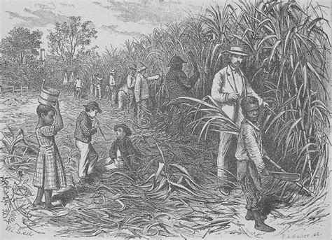 Sugar Cane Plantation Slaves