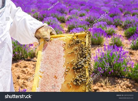 2,490 Bee Keeper Harvesting Honey Images, Stock Photos & Vectors ...